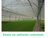 Painéis fotovoltaicos e sustentabilidade da Germiplanta