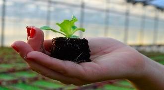 Instalações da Germiplanta e processo de produção