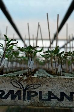 Visão estratégica e pioneira da Germiplanta